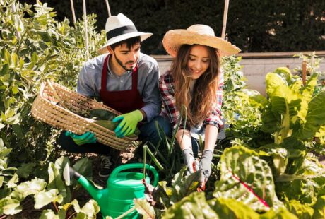 Edible Gardens