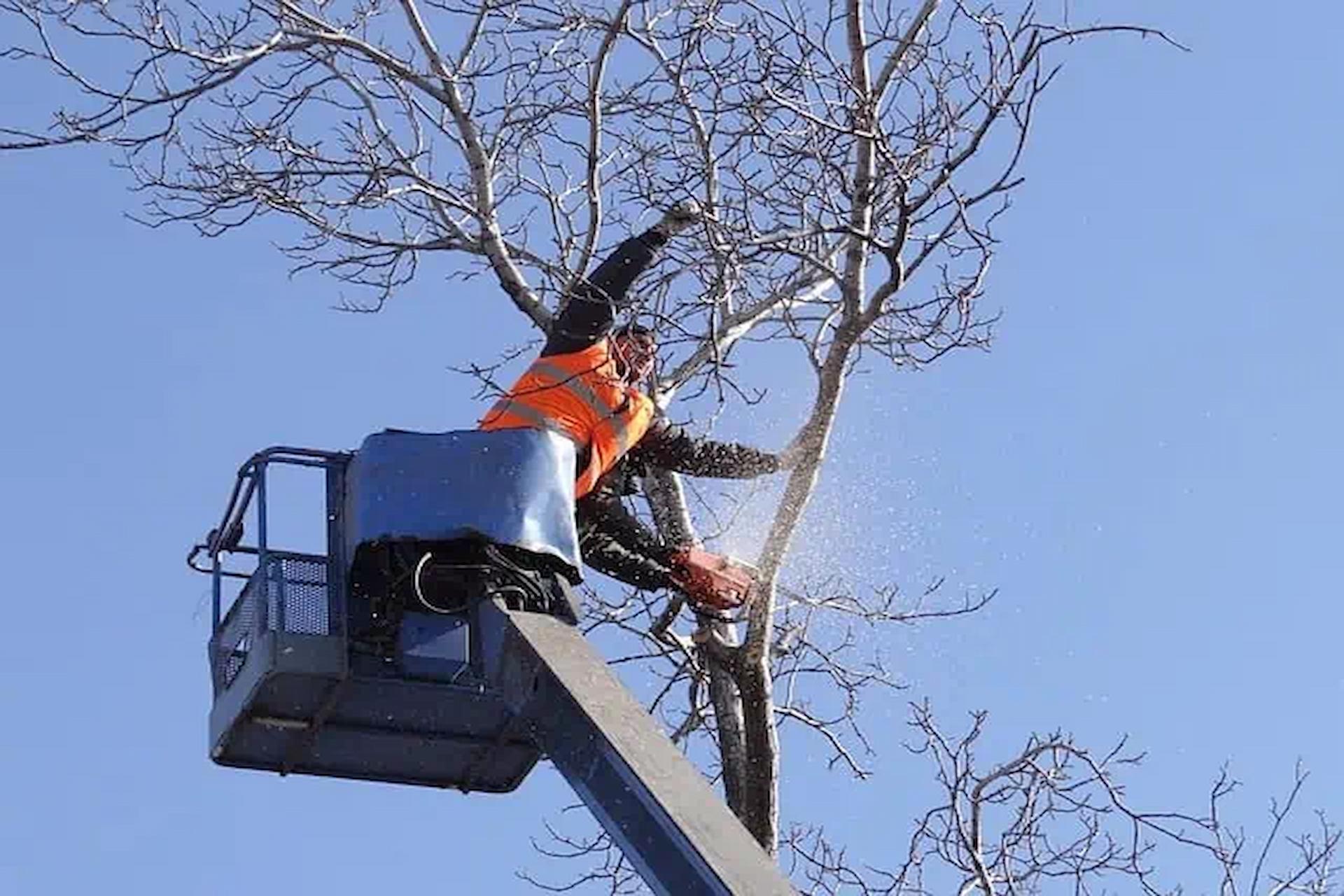How Much Does The Tree Surgeon Services Cost? Blogger 6