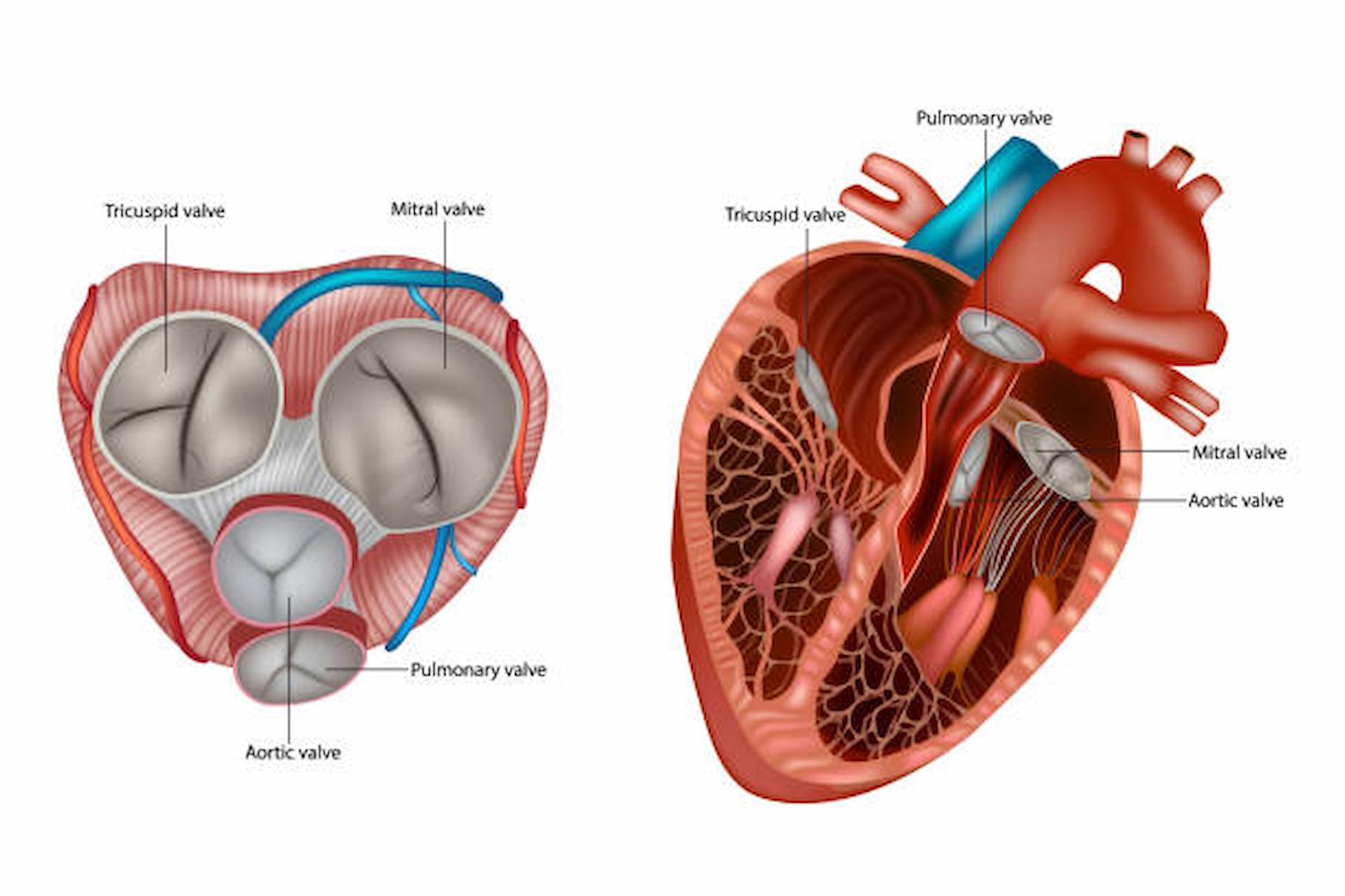 What Are Common Valve Disorders